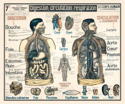 Tableau Mural du Dr. Galtier-Boissiere 7 BIS - LE CORPS HUMAIN - 120 x 100 cm - (reproduction ancien taleau mural)